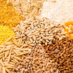 Collection Set of Cereal Grains: Wheat, Barley, Oat, Corn, Millet, Rice, Buckwheat, closeup